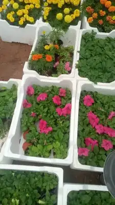 ثيل طبيعي C2000 زرع طبيعي 3