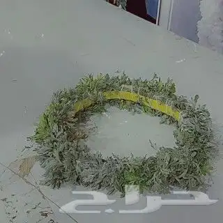 محل زهور الفل برياض حي الفيصليه 35