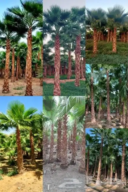 نخل واشنطني زينه امريكي ابو مروحه نخل عربي مثمر 1