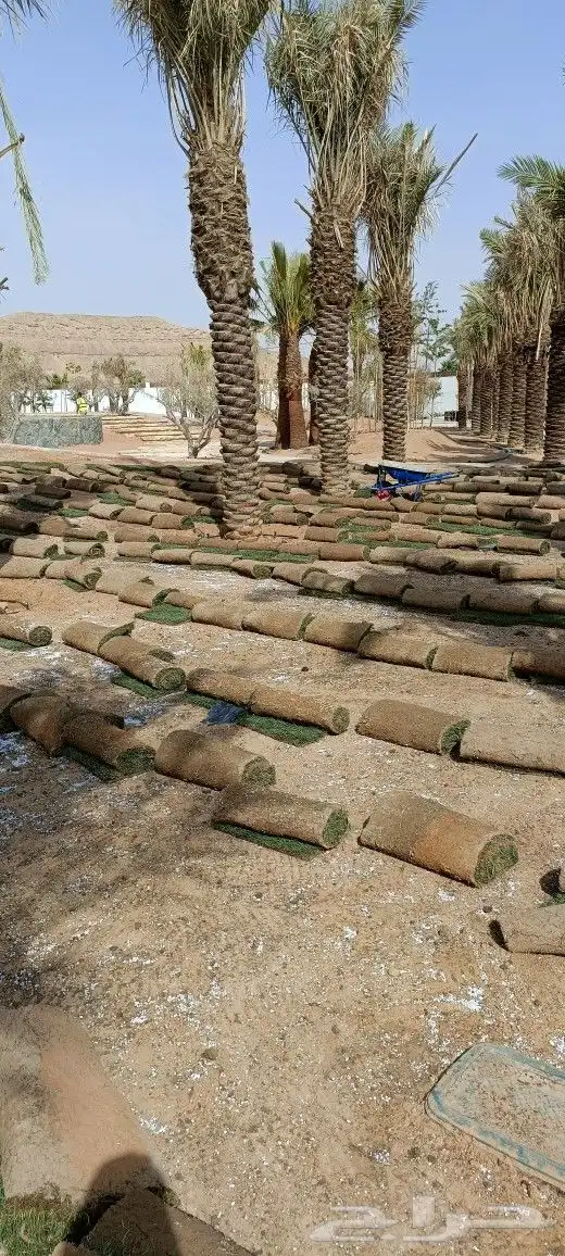 المهندس أبو سجي لجميع أعمال الزراعة والتنسيق والديكور 7