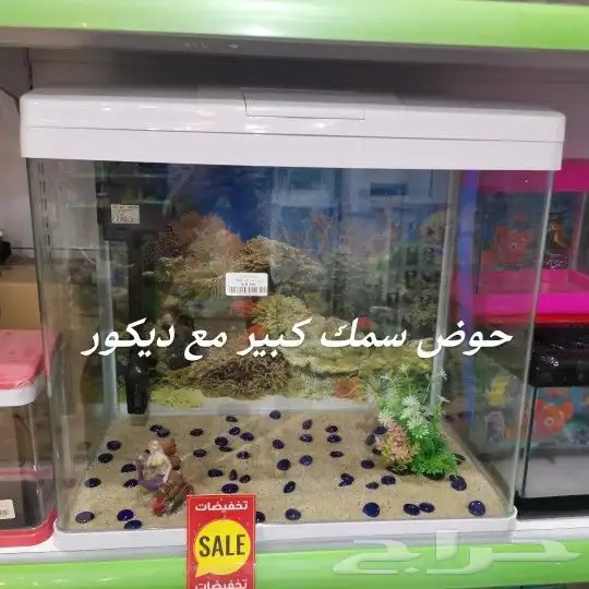 حوض سمك كبير مع ديكور 1