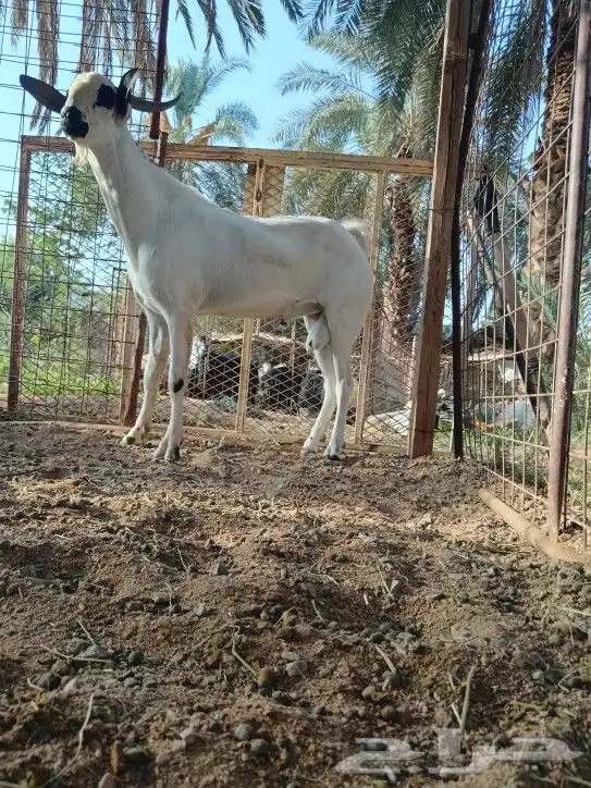 تيسي بيشي فاخر 4