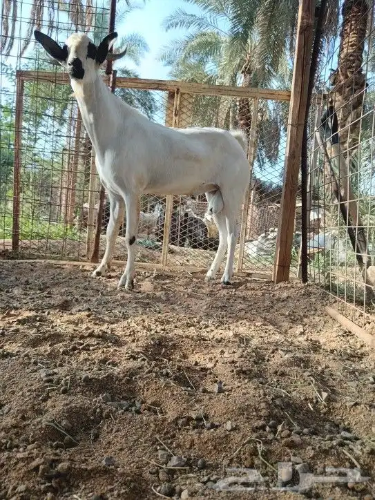 تيسي بيشي فاخر 3