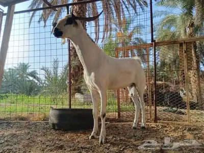 تيسي بيشي فاخر 0