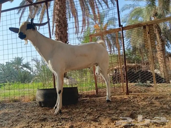 تيسي بيشي فاخر 2