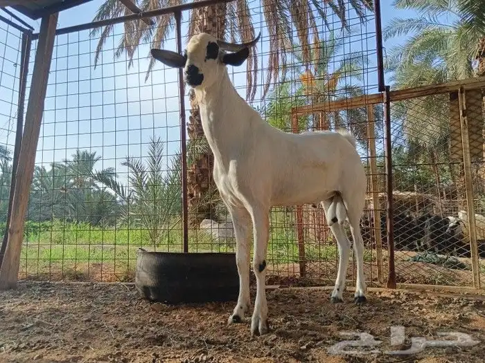 تيسي بيشي فاخر 1