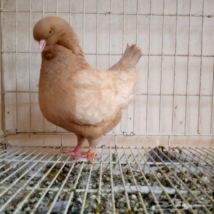 لفخامه الكنق الارجنت تم البيع 3