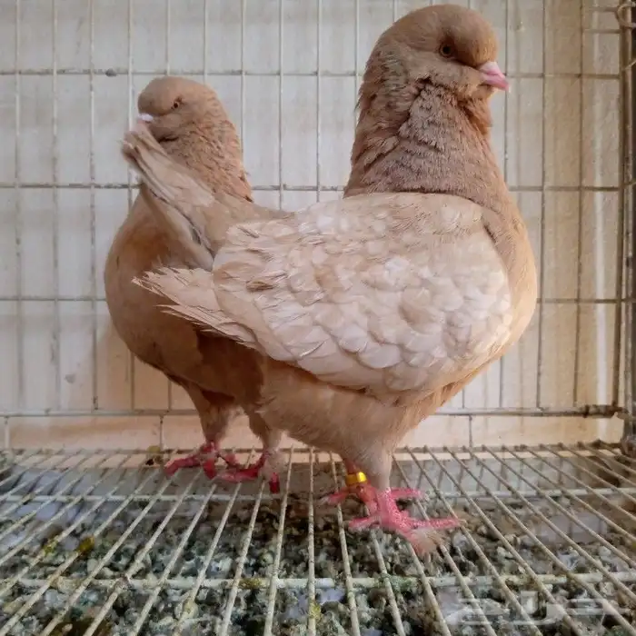 لفخامه الكنق الارجنت تم البيع 5