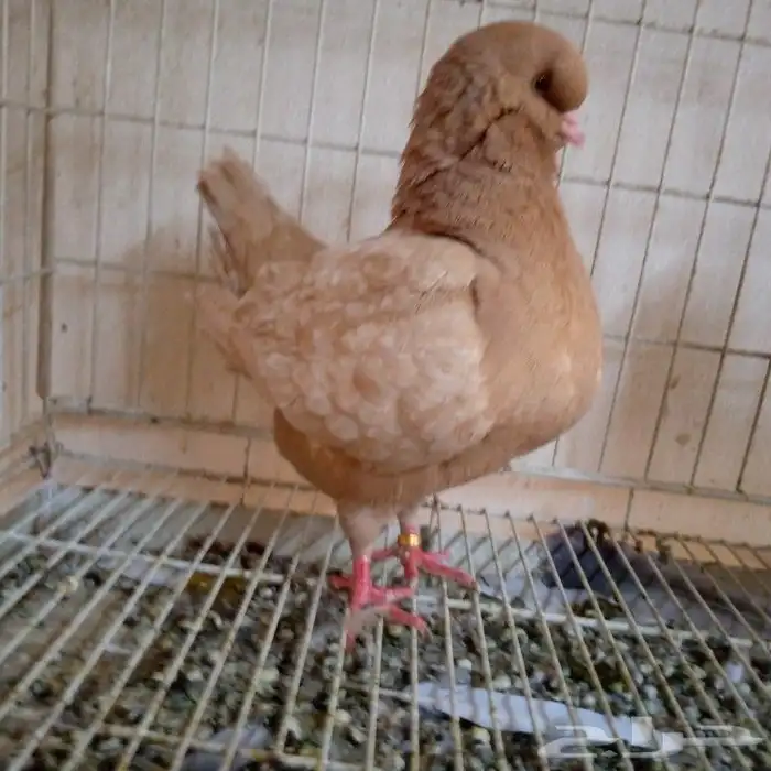 لفخامه الكنق الارجنت تم البيع 1