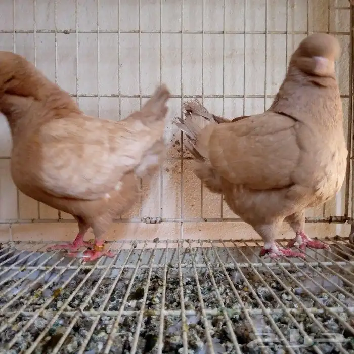 لفخامه الكنق الارجنت تم البيع 0