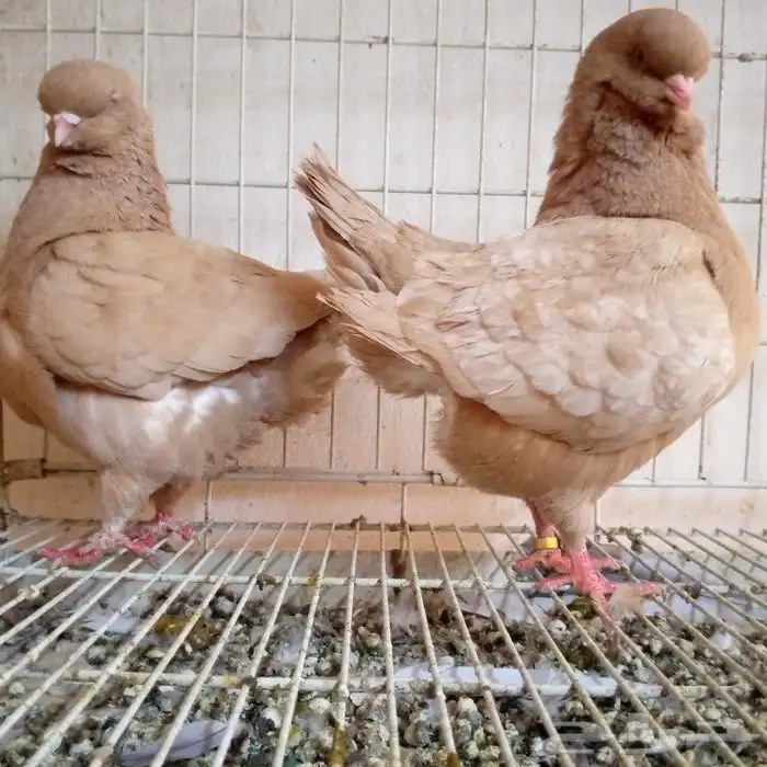 لفخامه الكنق الارجنت تم البيع 2