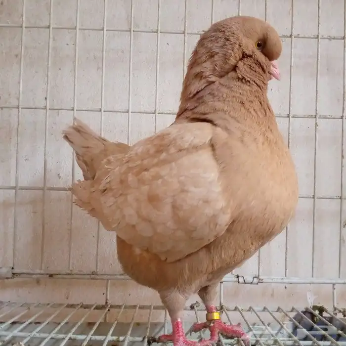 لفخامه الكنق الارجنت تم البيع 4