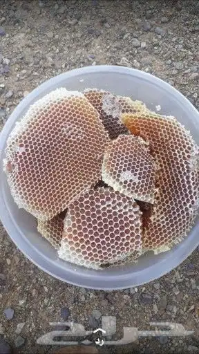 عسل سمرة عسل طلح عسل سدر اصلي مضمون على الشرط 4
