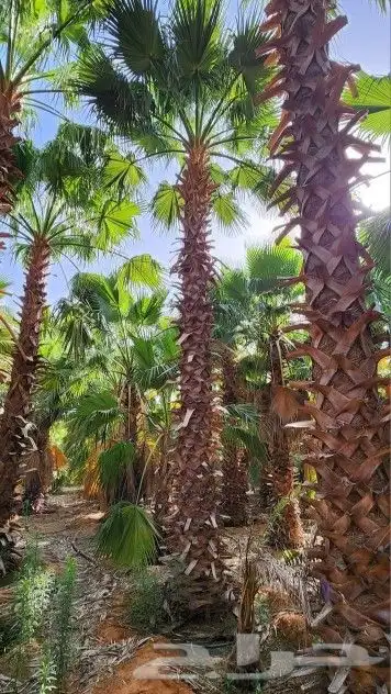 يوجد نخل وشنطني 3