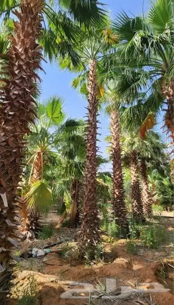 يوجد نخل وشنطني 2