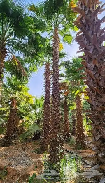 يوجد نخل وشنطني 6