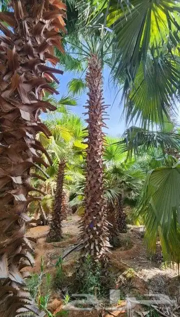 يوجد نخل وشنطني 5