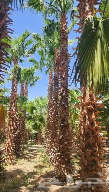 يوجد نخل وشنطني 4