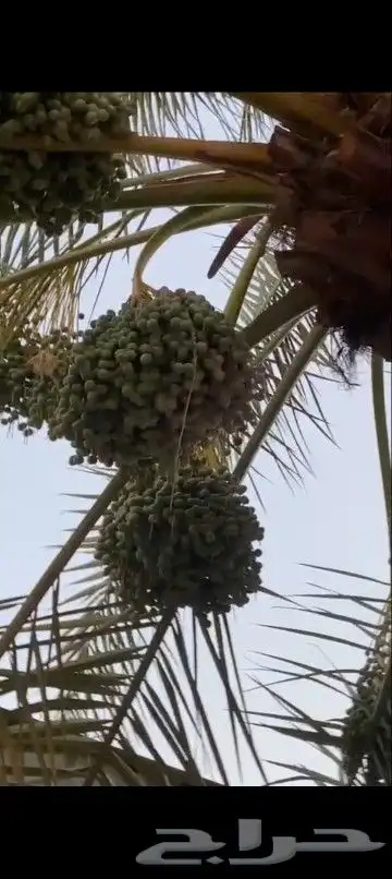 معلم تكريب جميع أنواع النخيل وخلع وغرز النخيل 6