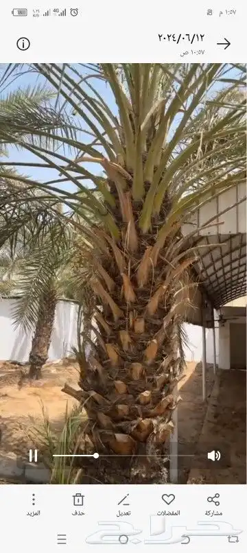 معلم تكريب جميع أنواع النخيل وخلع وغرز النخيل 4