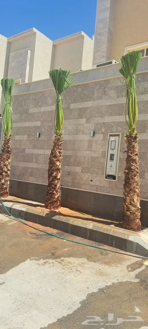 نخل واشنطن للبيع 4