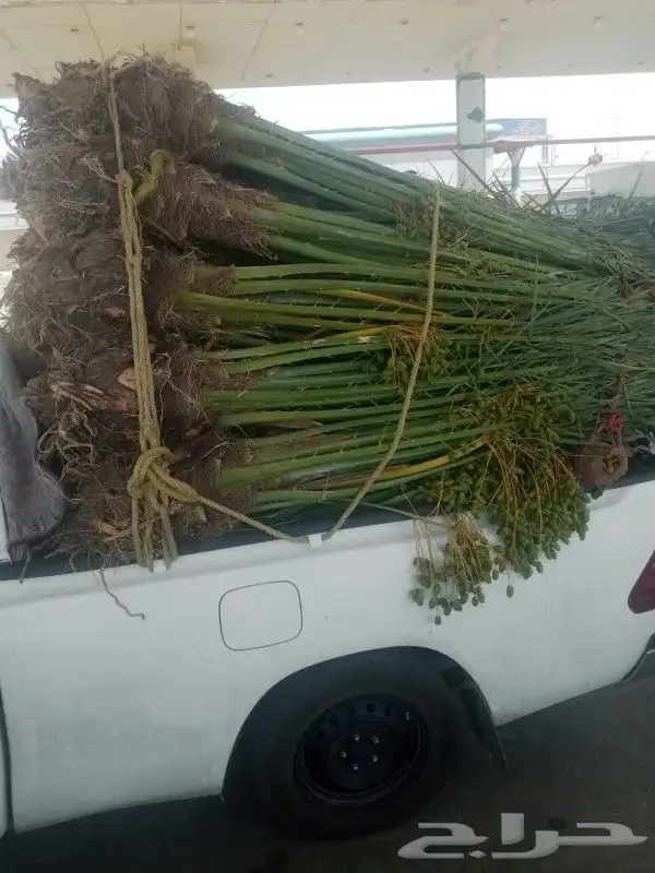 نخل مثمر للبيع خلاص برحي سكري جازان الخميس ابوعريش نخل مثمر 8