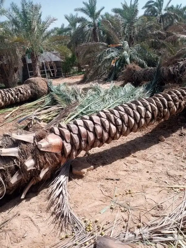 لشغل النخل تكريب وتحويض وقلع وغرس ورش الحشرات 0