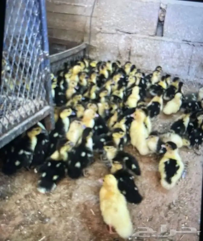 صوص بط مصري مسكوفي ويتوفر بيض مخصب باذن الله نسبه عاليه 0