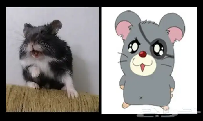 هامستر روسي اسود قزم 3