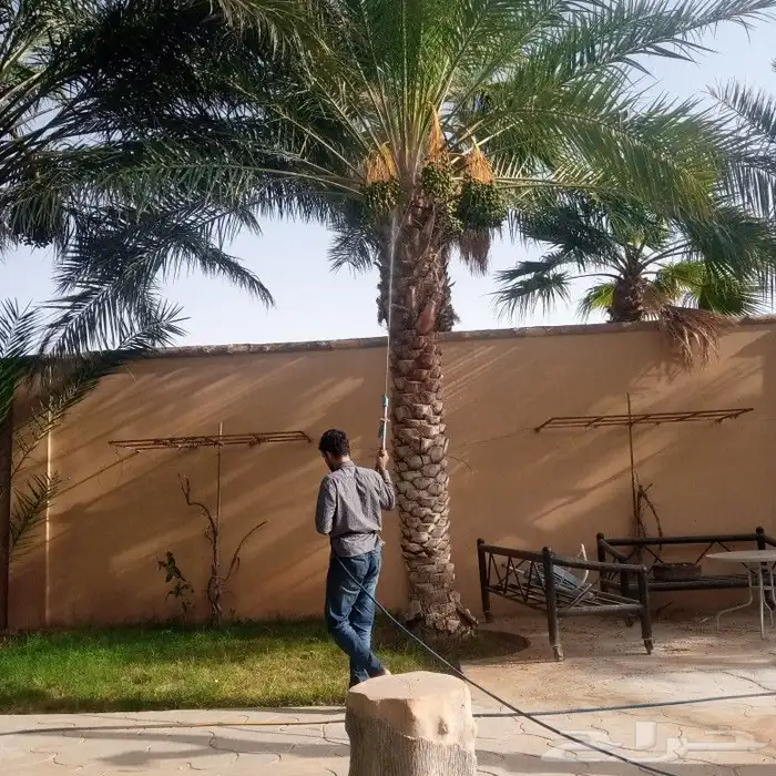 لشغل النخل تكريب وتحويض وقلع وغرس ورش الحشرات 2