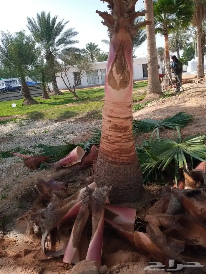 لشغل النخل تكريب وتحويض وقلع وغرس ورش الحشرات 5