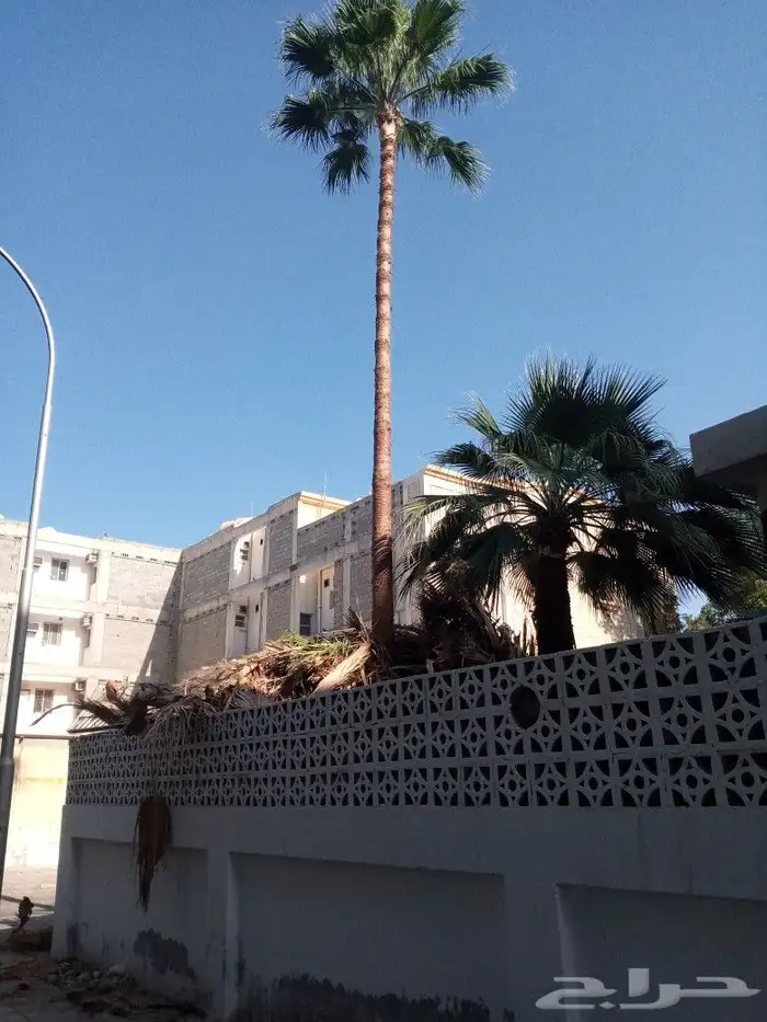 لشغل النخل تكريب وتحويض وقلع وغرس ورش الحشرات 4