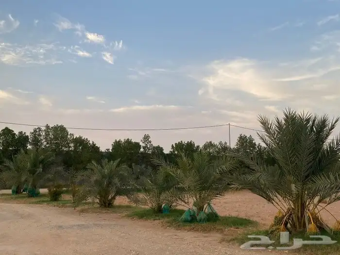 الخرج الهياثم العفجه نجديه الرحمانيه الشديده الدلم العتيق 8