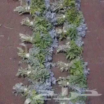 محل فل الفيصليه الرياض 6