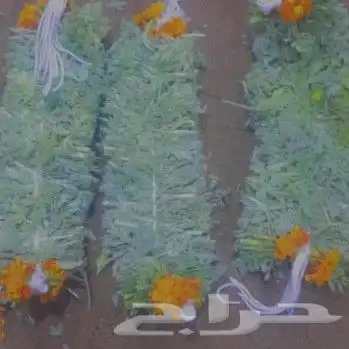 محل فل الفيصليه الرياض 7