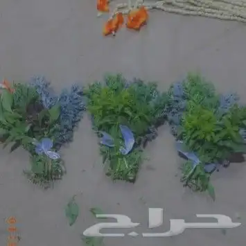 محل فل الفيصليه الرياض 5