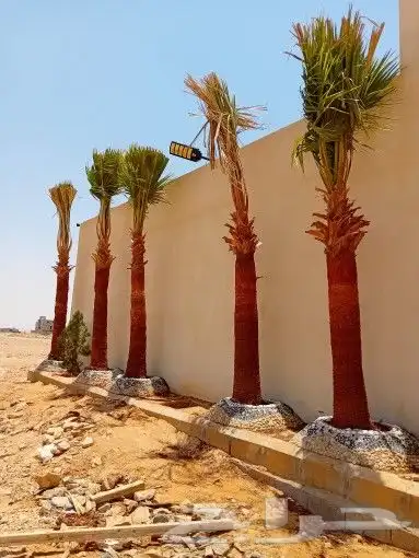 يوجد لدينا جميع أنواع النخيل الوشنطني والعربي 4