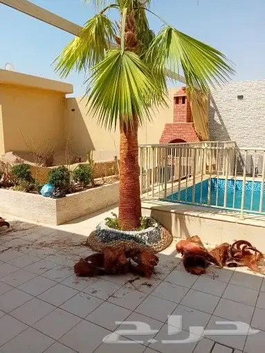 يوجد لدينا جميع أنواع النخيل الوشنطني والعربي 5