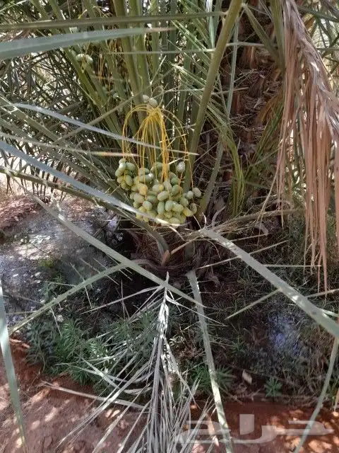 فراوخ نخل خلاص مثمر 0