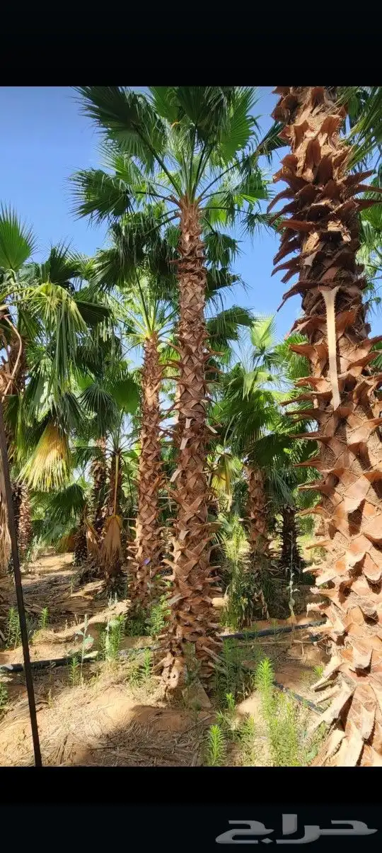 يوجد لدينا جميع أنواع النخيل الوشنطني والعربي 2