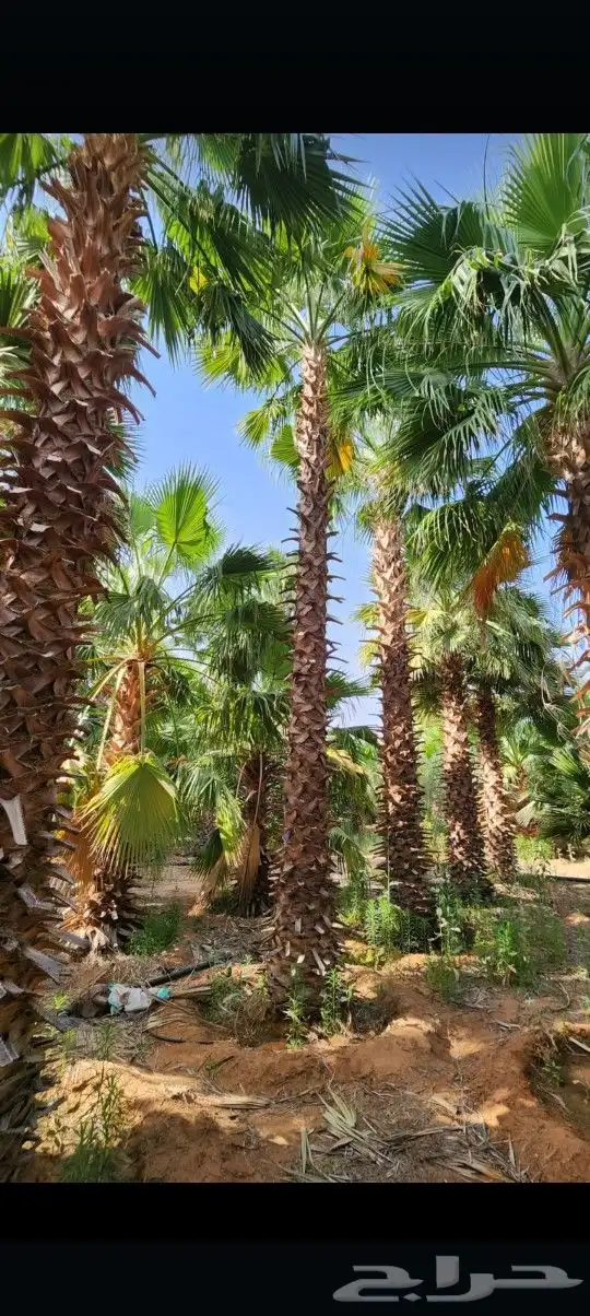 يوجد لدينا جميع أنواع النخيل الوشنطني والعربي 1