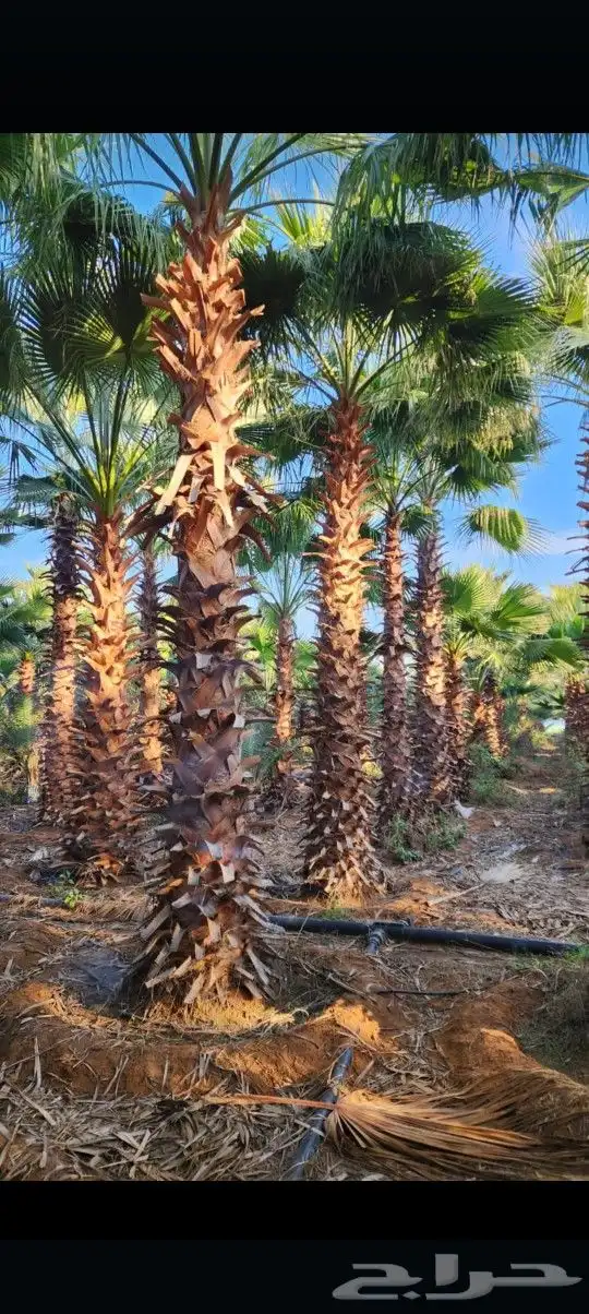 يوجد لدينا جميع أنواع النخيل الوشنطني والعربي 0