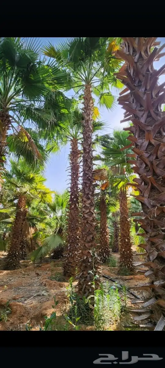 يوجد لدينا جميع أنواع النخيل الوشنطني والعربي 3