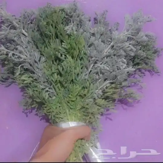 محل فل الفيصليه الرياض 1