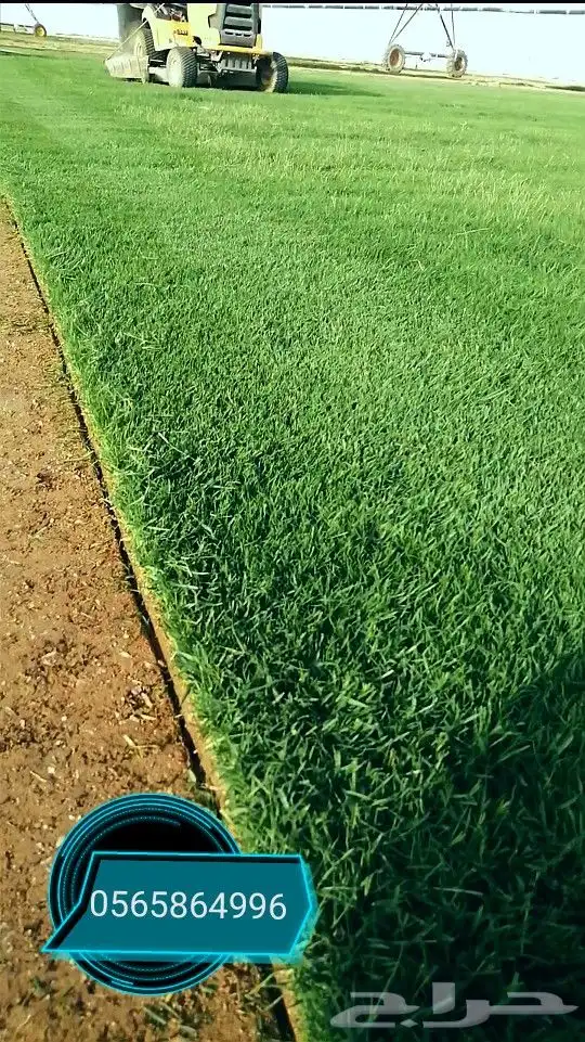 نجيله ثيل طبيعي سي الفين 2