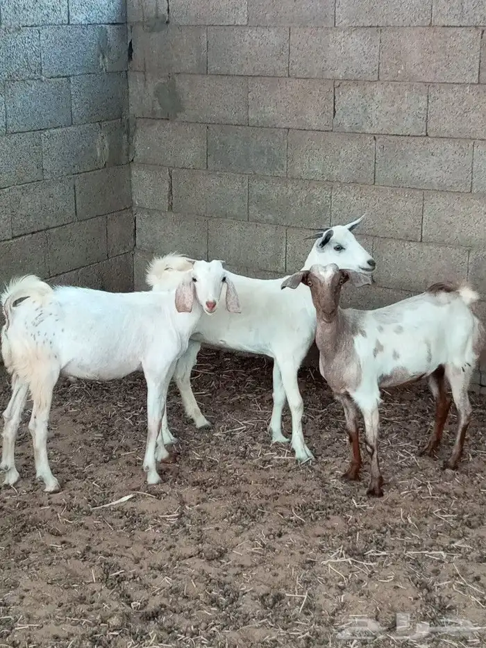جفران 3 ( تم البيع ) 0