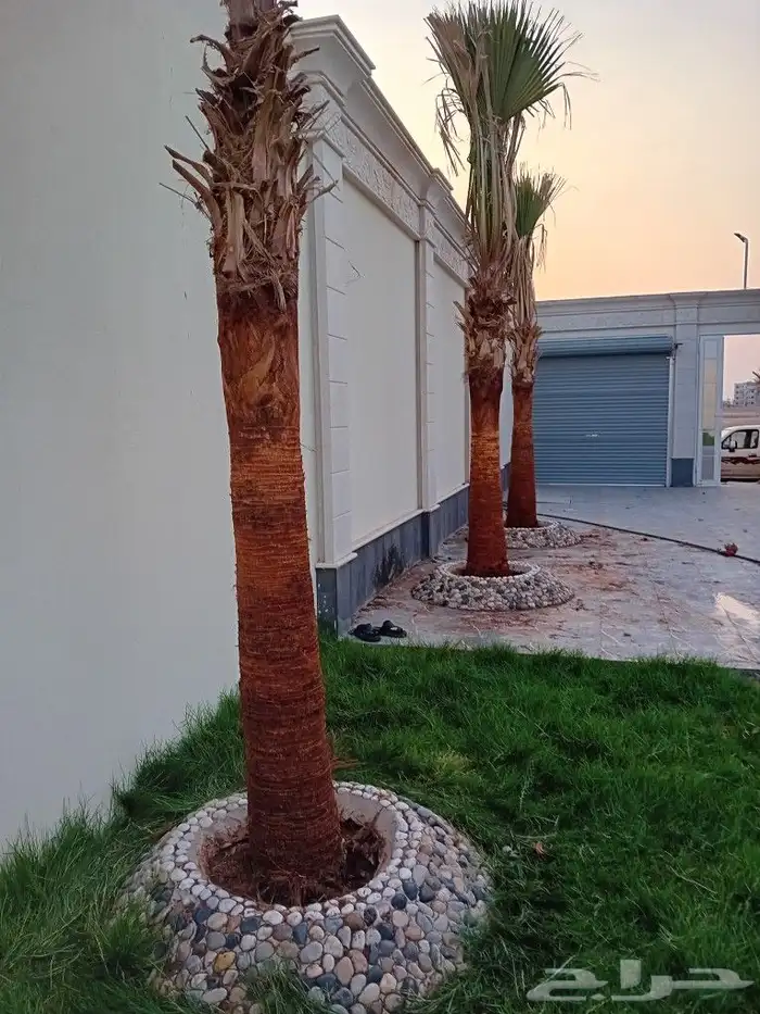 يوجد لدينا جميع أنواع النخيل الوشنطني والعربي 7