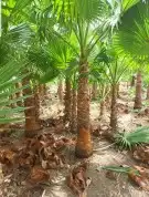 توريد جميع انواع النخيل 0