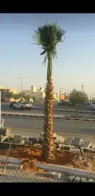 توريد جميع انواع النخيل 5