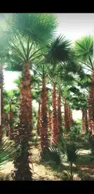 توريد جميع انواع النخيل 8